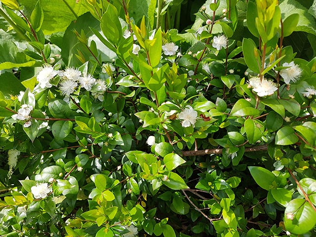 From treating gastric ulcers to reducing skin diseases, myrtle is a ...